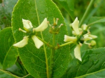 Euonymus europaeus